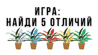 Найти 5 отличий