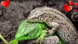 ЯЩЕРИЦЫ - ПРИКОЛЬНЫЕ МИЛЫЕ ЖИВОТНЫЕ 😍 Макро видео съёмка ящериц Lizards