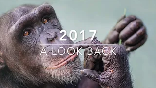 Project Chimps 2017 Look Back