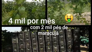 COMO FAZER 4 MIL 🤑POR MÊS COM 2 MIL PÉS DE MARACUJÁ? AGRICULTURA FAMILIAR.