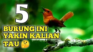 5 Jenis burung bersuara merdu jarang orang tau | part2