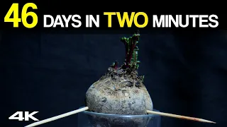 How to grow beetroot at home? Leafs from beetroot & Time Lapse