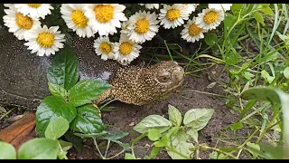 ПЕРЕЕХАЛИ НА КУБАНЬ.ОСЕНЬ НА КУБАНИ.После дождя.