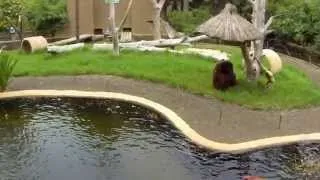 Как поет Гиббон? Орангутанг и Поющий Гиббон в Лоро парке. Тенерифе / Orangutan and gibbon singing