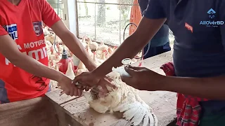 Artificial Insemination | How To Collected Semen Inserted Into Broiler Parent Stock Chickens Vagina.