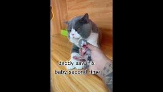 When Dad CAT see his Baby at First Time and Reaction