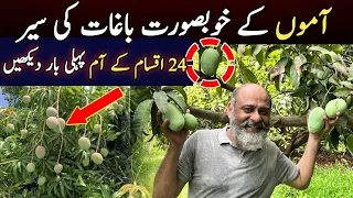 Chonsa.Dosehri mangoes of Punjab Pakistan/iftikhar iffi/support agriculture Pakistan ام چوپو لسی پیو