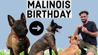 One Year of Malinois Moments: KC's Birthday!