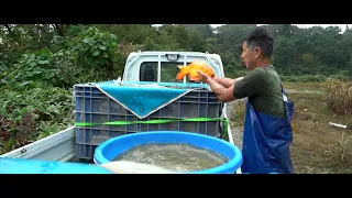 Ozumi Ikarashi Koi Farm Harvest 2018