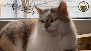 Soothing Sleep Music for Cats - Music to Relax and Calm Cats