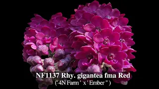 Norman Fang Live! Episode 88- Selfing of 4N Rhynchostylis gigantea