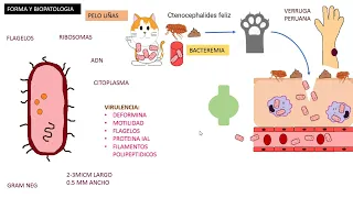 Bartonella Henselae, Enfermedad por arañazo de gato