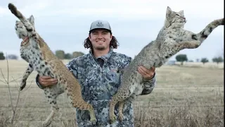 Texas BOBCAT Catch Clean Cook!! (HUNTING WITH AIR RIFLE)