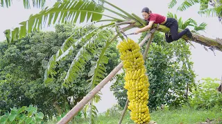 FULL VIDEO 60 DAYS Harvesting CHUOI ( Banana Fruit ) Go to the market to sell | Phuong - Harvesting