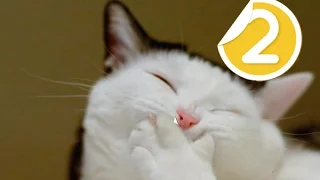 اجمل طرائف القطط مضحكة جداا 2016 funny cats compilation #2