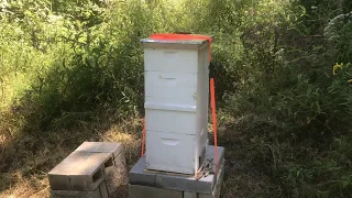 Forage: Bees Visit 6 Million Flowers to Make 1 Quart of Honey