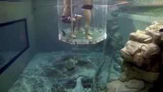 Cage of Death: Swimming with Crocodiles! Australia