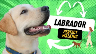 Fix Labrador Leash Walking In 3 Simple Steps
