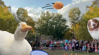 I took my duck to Flying Pumpkins (and dog costumes)