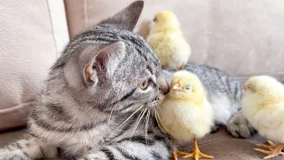 Cute Kitten Reacts to Baby Chickens