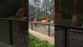 Flamingos San Diego Zoo