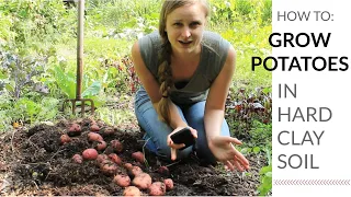 Growing Potatoes in HARD Soil