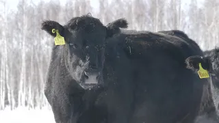 АНГУС ЗИМОЙ -полная версия