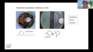 ¿Por qué Trichoderma es agente de biocontrol? - Dr. Enrique Monte