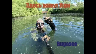 Где живет  Угорь  All Unterwasser im Bugasee