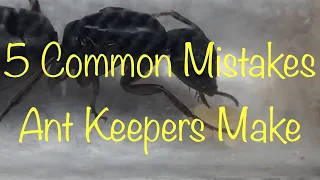 5 Common Mistakes Ant Keepers Make