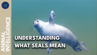 Not just a pretty face: seal’s behaviour decoded | AI