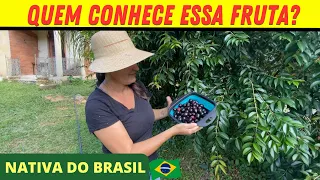 UM TOUR PELO SÍTIO/QUASE NINGUÉM CONHECE ESSA FRUTA/UM GRANDE SUSTO/Bora pra Roça?