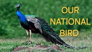 OUR NATIONAL BIRD......