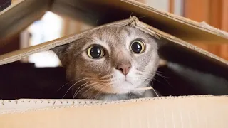 😹Best Funny Cat Videos That Will Make You Laugh All Day Long