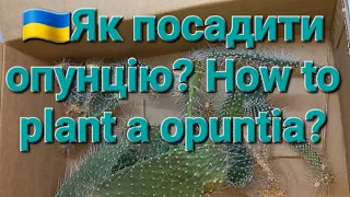 🇺🇦Як посадити опунцію? How to plant a opuntia?