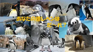 長崎ペンギン水族館のペンギンたちを紹介します！【2023】
