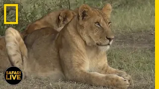 Safari Live - Day 333 | National Geographic