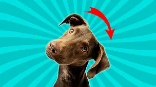 Sounds That Make Dogs Tilt Their Head Left & Right
