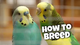 12 Tips for BREEDING budgies