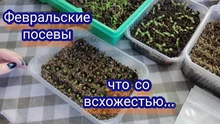 Февральские посевы. Всхожесть не радует😒