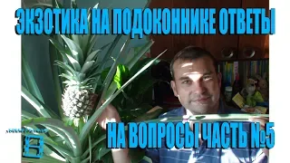 ЭКЗОТИКА НА ПОДОКОННИКЕ. №5 ОТВЕТЫ НА ВОПРОСЫ. ПРЯМЫЕ ТРАНСЛЯЦИИ