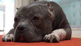 Illegale Hundekämpfe? Auf der Spur der verletzten Hündin Betty  | Panorama 3 | NDR