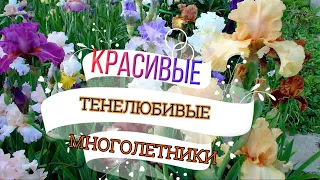 6 ТЕНЕЛЮБИВЫХ  МНОГОЛЕТНИХ ЦВЕТОВ