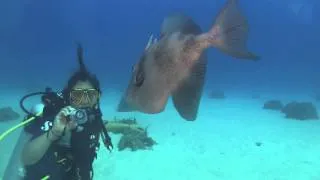 Triggerfish attack