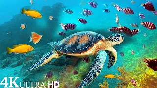 4K( ULTRA) HD Turtle Paradise - Undersea Nature Relaxation Film With Piano Music | Stress Music.