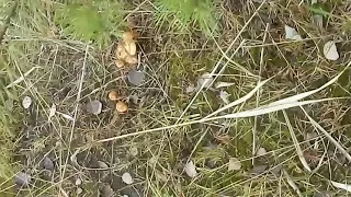 Сбор грибов в конце октября в Подмосковье