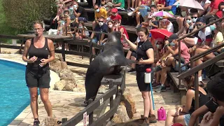 Demostración con leones marinos. Parque de la Naturaleza Cabarceno. 4k