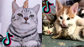 CUTE AND FUNNY CAT MEMES COMPILATION from TikTok part 12