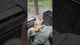 Белка впервые ворует шишку / Squirrel steals a cone for the first time