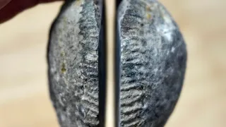 I cut Ammonite fossils open on my lapidary saw!